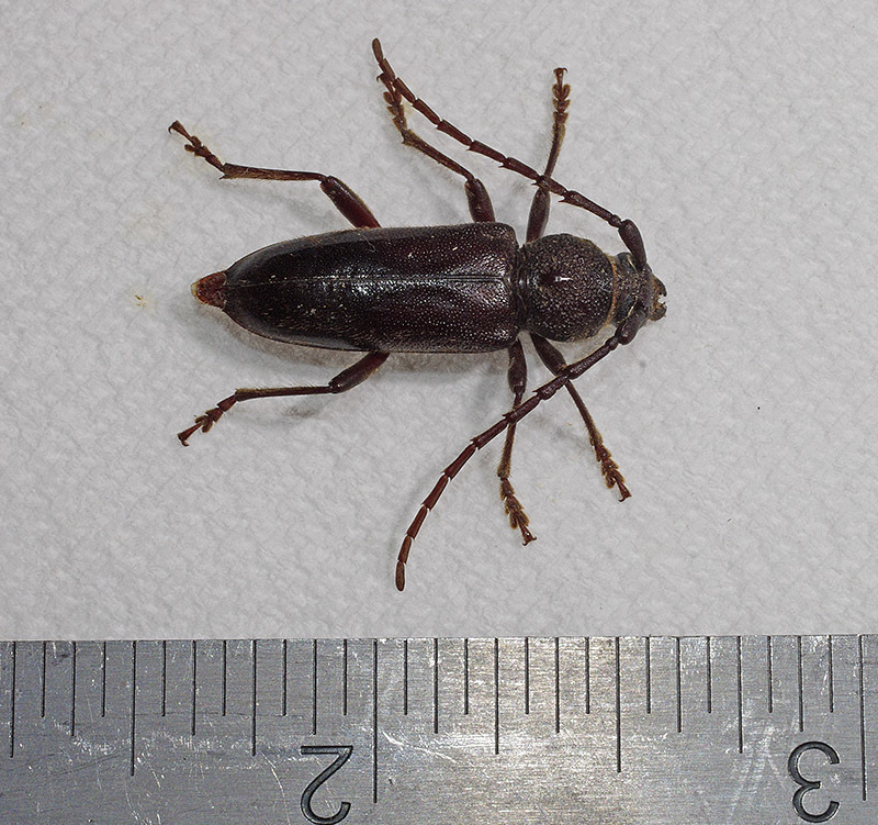 Enaphalodes seminitidus