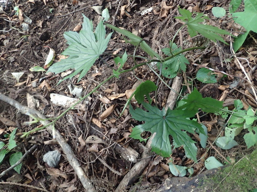Parasenecio delphiniifolius iNat (3)