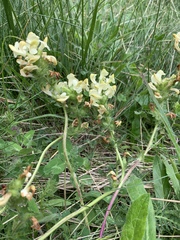 Pedicularis tuberosa