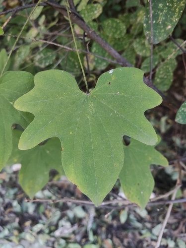 Dioscorea nipponica