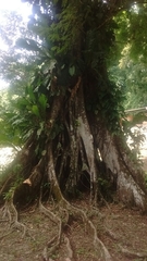 Ficus costaricana