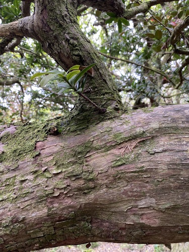 Podocarpus latifolius