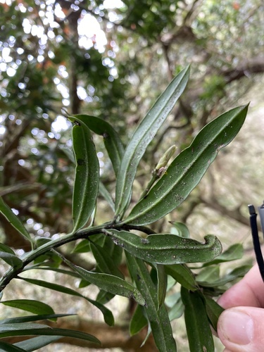 Podocarpus latifolius