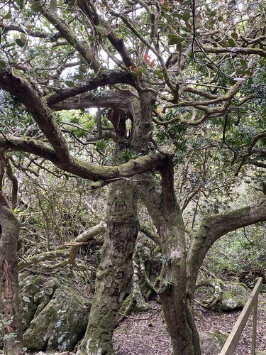 Podocarpus latifolius