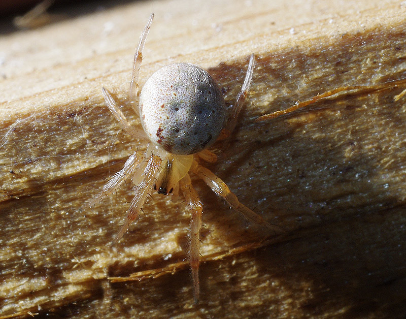 Metazygia zilloides