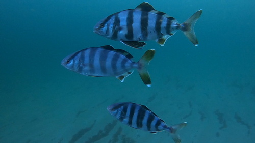 Amberjack (Seriola zonata) — Carangidae — 4