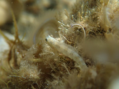 Microlipophrys dalmatinus