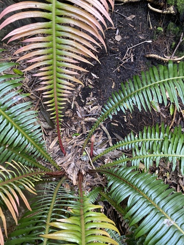 Image of Pointed Hard Fern (Blechnum attenuatum) by (c) michaelheuermann, some rights reserved (CC BY)