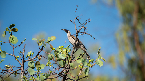 Silver-crowned Friarbird (Philemon argenticeps), photo 9