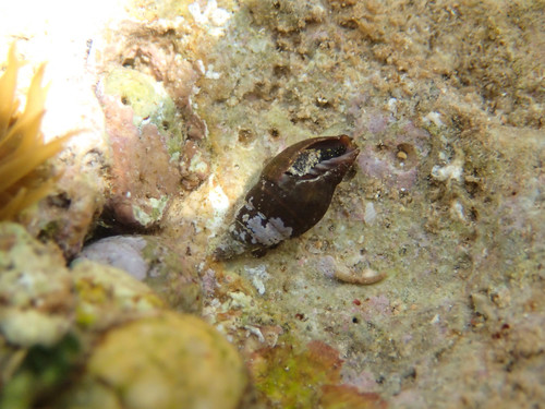 Ebenomitra ebenus