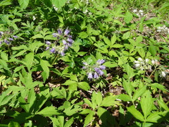 Hydrophyllum virginianum