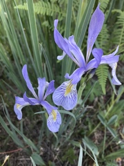 Iris missouriensis
