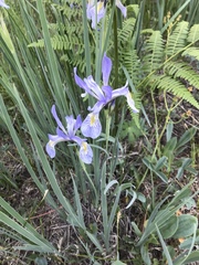 Iris missouriensis