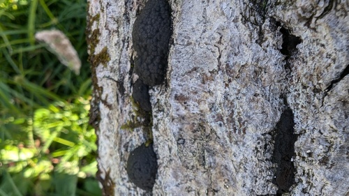 Annulohypoxylon truncatum