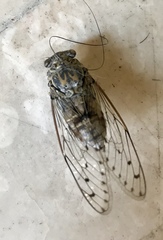 Cicada orni