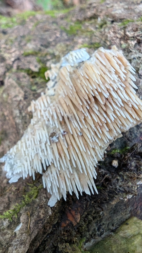 Radulomyces copelandii · October 2024 · photo: © atsushi_nakajima_cirque (iNaturalist, cc-by)