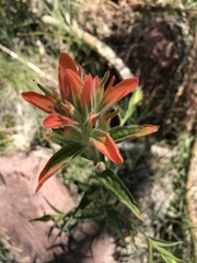 Castilleja nelsonii