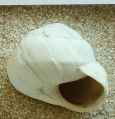 Sphincterochila candidissima