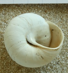 Sphincterochila candidissima
