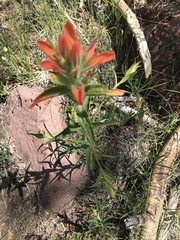 Castilleja nelsonii