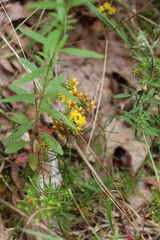 Hypericum lloydii