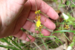 Hypericum lloydii