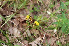 Hypericum lloydii