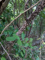 Zanthoxylum schreberi, photograph (c) Ramsey Sullivan, some rights reserved (CC BY)