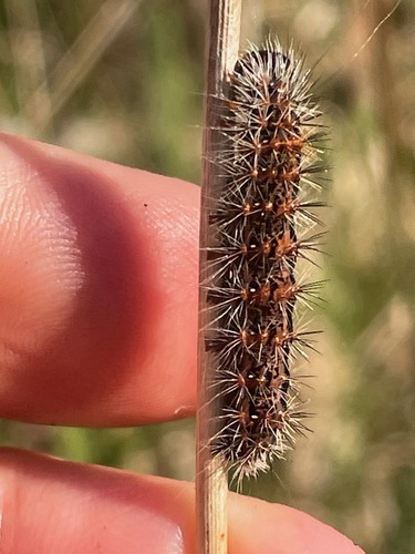 Marsh and Reed Daggers photo 4
