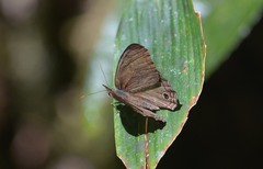 Cissia terrestris