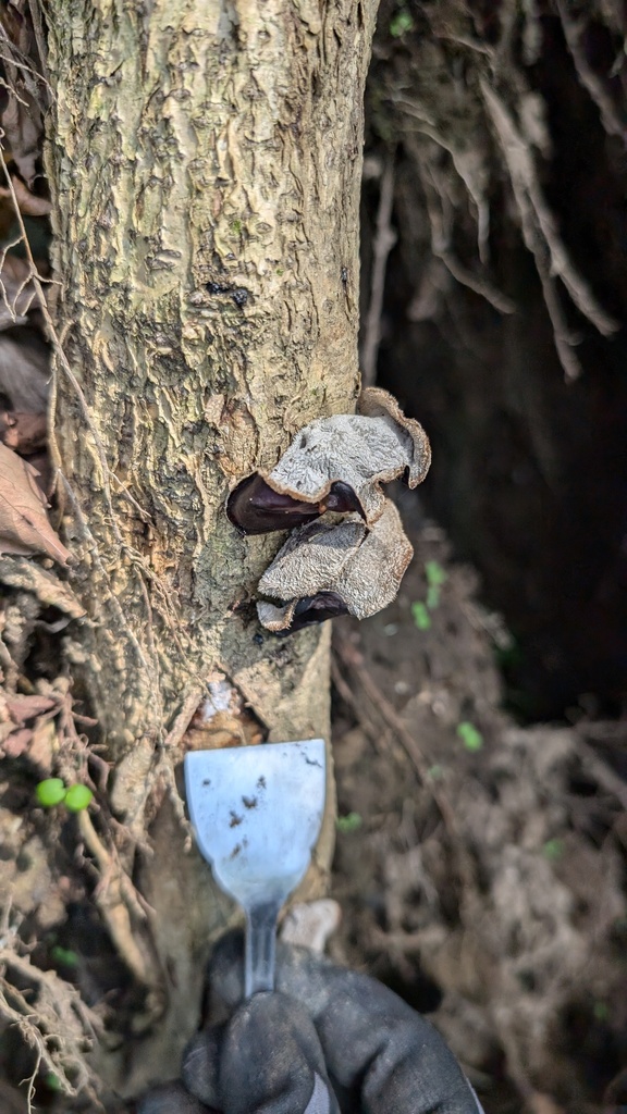 Auricularia polytricha · October 2024 · photo: © atsushi_nakajima_cirque (iNaturalist, cc-by)