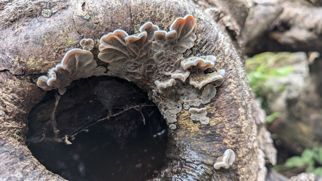 Auricularia mesenterica