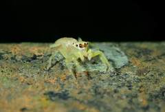 Epocilla