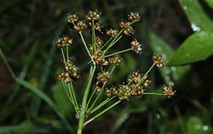 Juncus planifolius