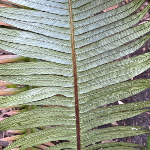 Image of Pointed Hard Fern (Blechnum attenuatum) by (c) michaelheuermann, some rights reserved (CC BY)