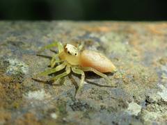 Epocilla