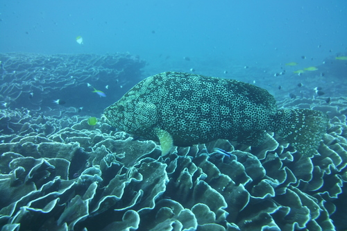 Smooth grouper (Dermatolepis striolata) — Serranidae — 4
