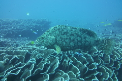Dermatolepis striolata