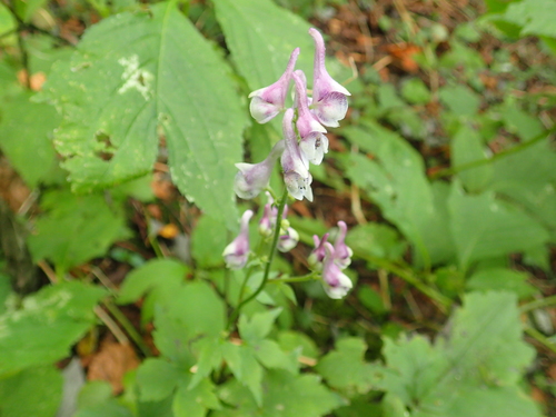 Aconitum loczyanum iNat (2)
