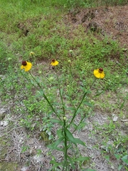 Helenium flexuosum