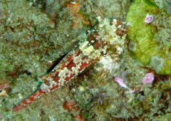 Synchiropus stellatus