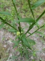 Helenium flexuosum
