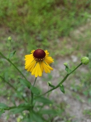 Helenium flexuosum