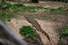 Crocodylus johnstoni