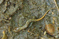 Desmognathus ocoee