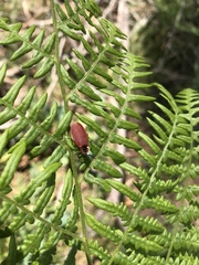 Lycus sanguinipennis