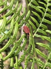 Lycus sanguinipennis