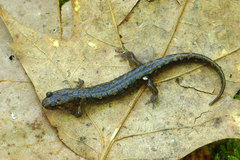 Desmognathus ocoee