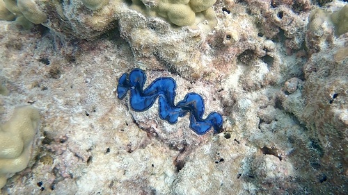 Tridacna maxima observed 2024-10-12