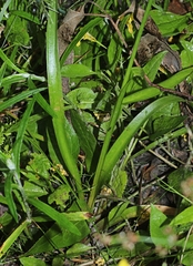 Juncus planifolius
